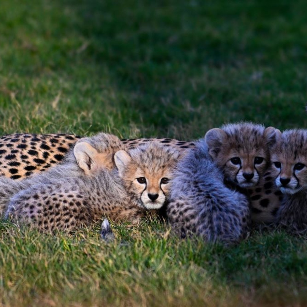 ولادة 4 أشبال للفهد الصياد في المملكة