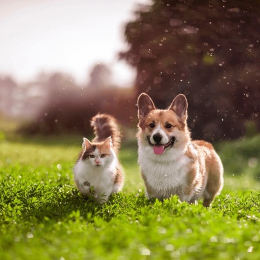 إطلاق شركة غير ربحية سعودية لتعزيز الرفق بالحيوان