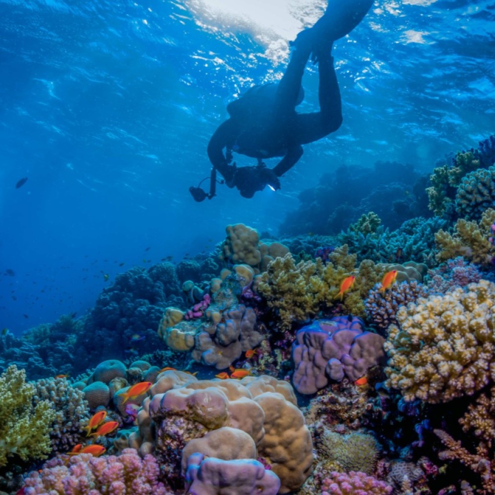 استكشاف الشعاب المرجانية في البحر الأحمر في الشتاء