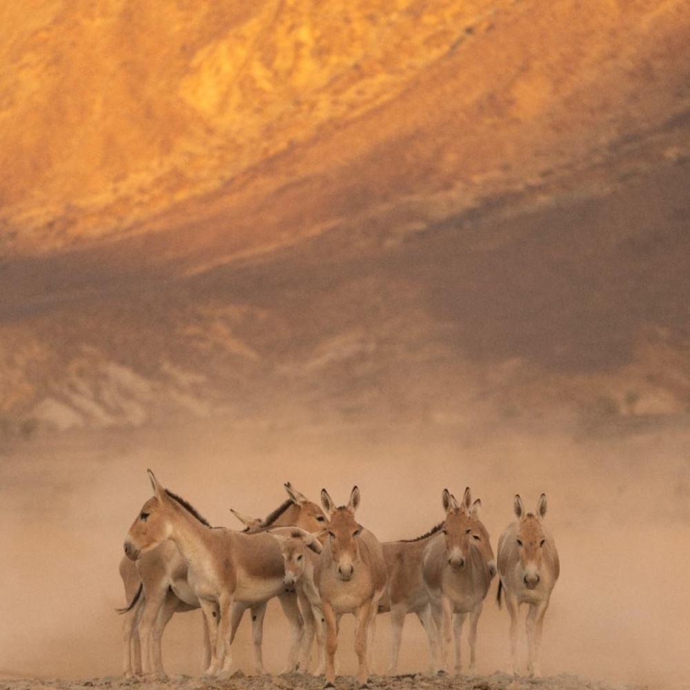 محمية الأمير محمد بن سلمان الملكية تُعيد الحمار البري إلى المملكة بعد غياب استمر لأكثر من 100 عام