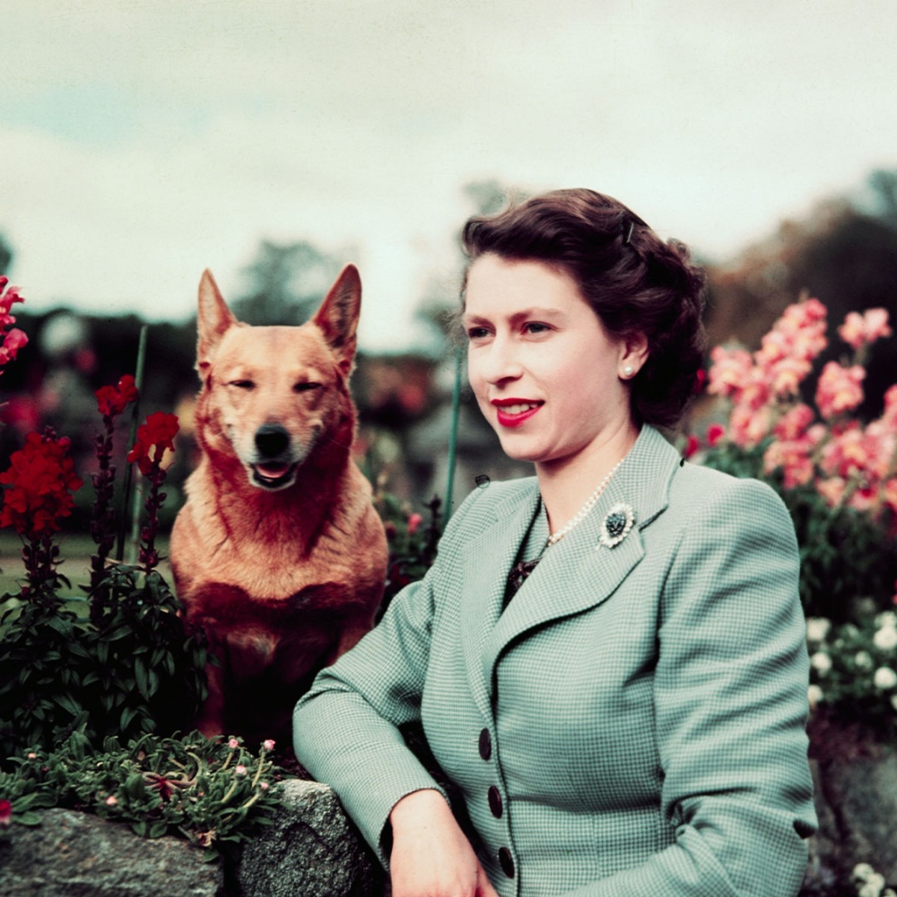 الغموض يكتنف مصير كلاب الملكة بعد طرد سارة وأندرو