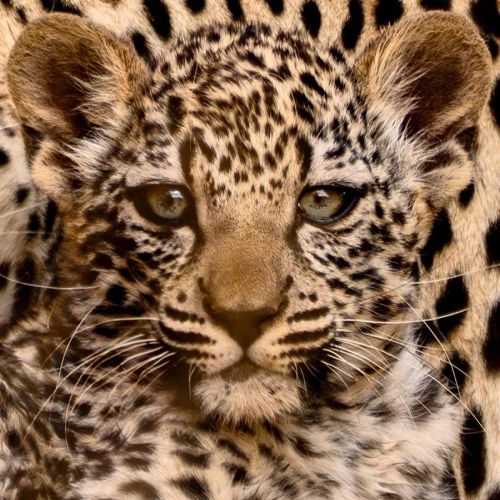 النمر العربي… جوهرة المملكة الساحرة وإرثها النابض بأصالة الصحراء ورؤية السعودية الخضراء