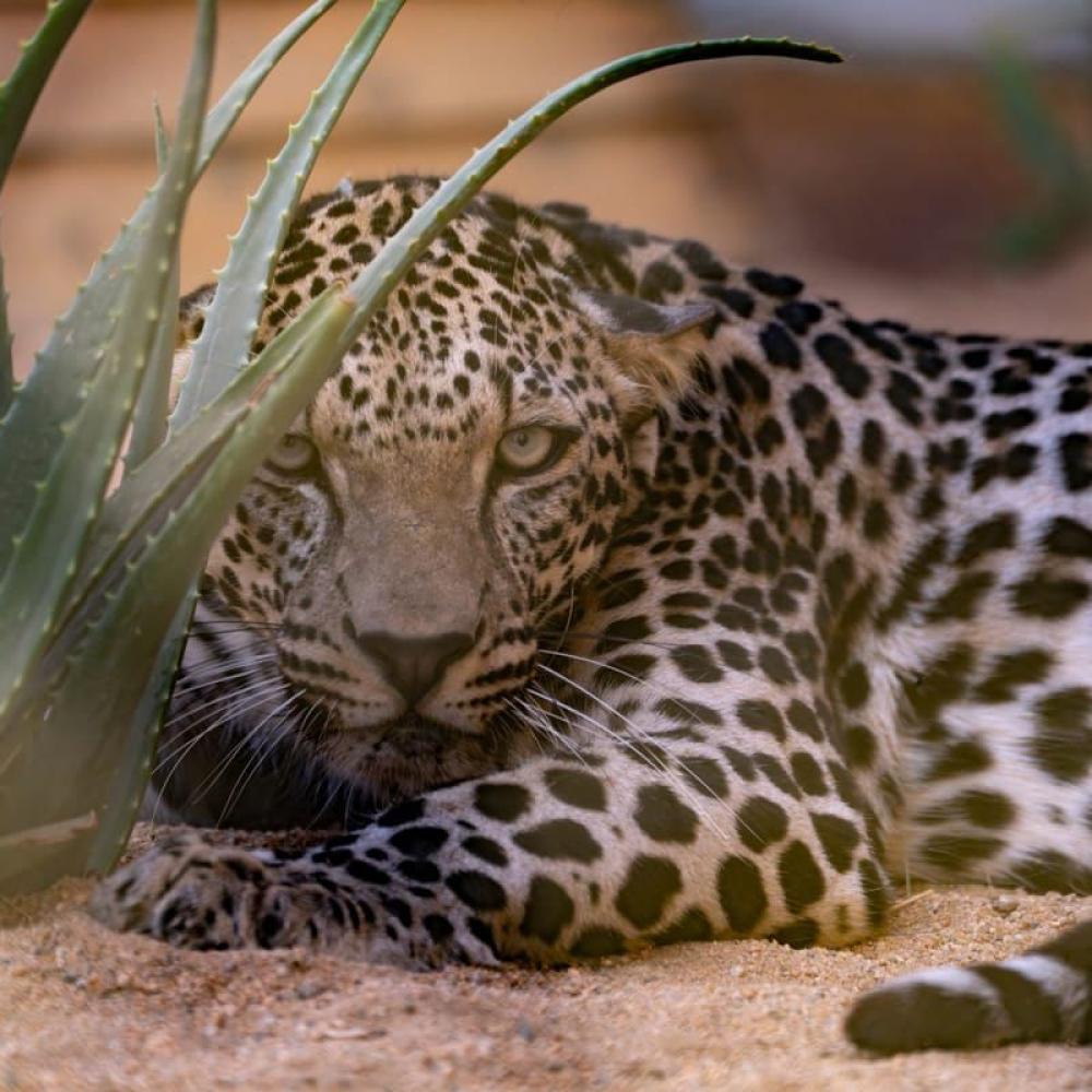 بين الجبال الشامخة والسواحل البكر… كيف أصبحت المحميات الطبيعة في المملكة جزءًا من منظومة السياحة العالمية؟