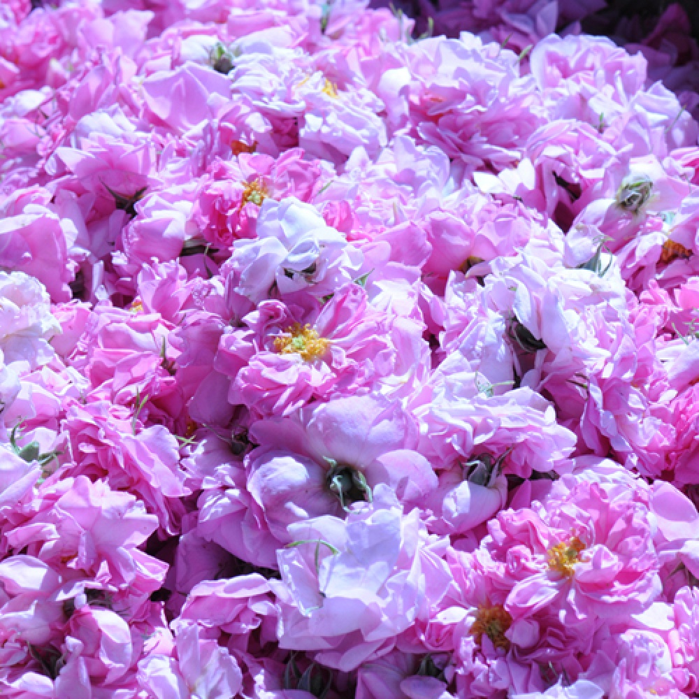 الورد الطائفي السعودي يجذب الاماراتيين