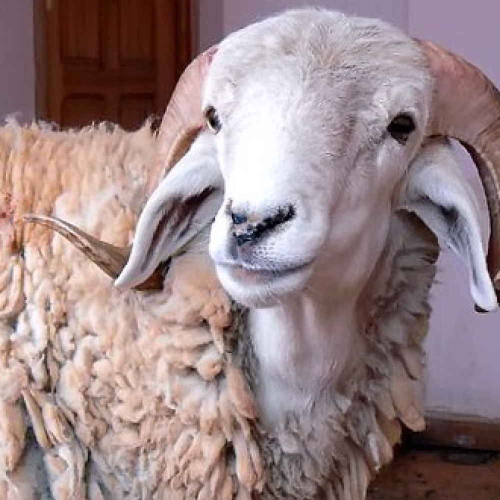 سعودي يشتري خروفاً بـ360 ألف ريال