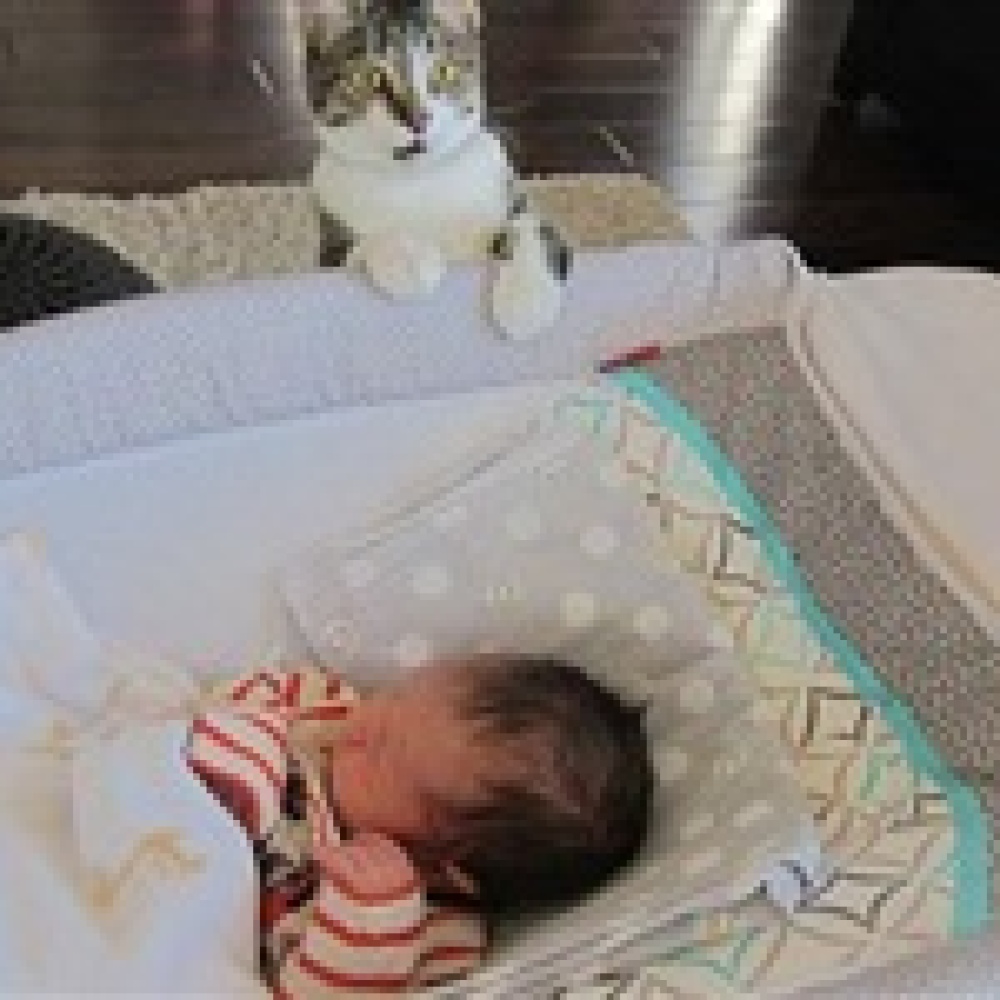 ردة فعل ظريفة لقطة تفاجأت بقدوم مولود جديد 