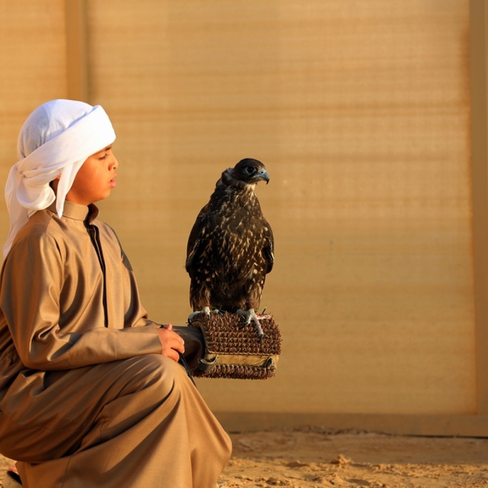طفل إماراتي خلال مشاركته ببطولة فزاع للصيد بالصقور التي استضافتها دبي