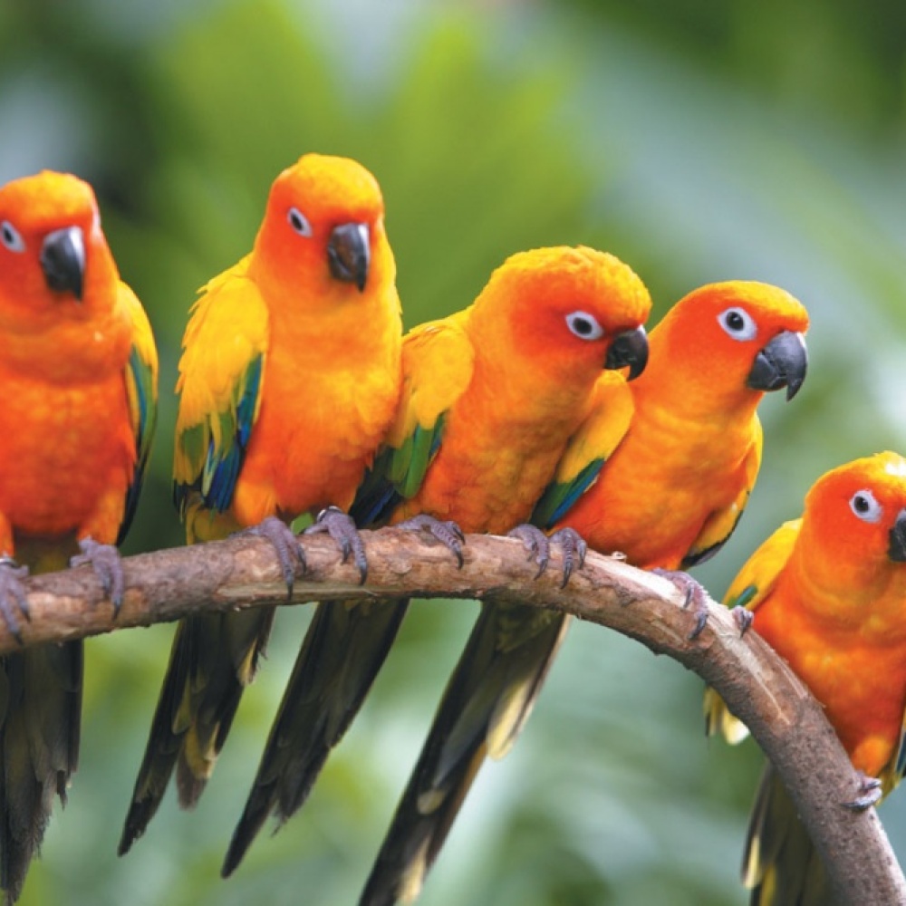 فيديو.. تعطّل طائرة في أجواء بيروت بسبب الطيور