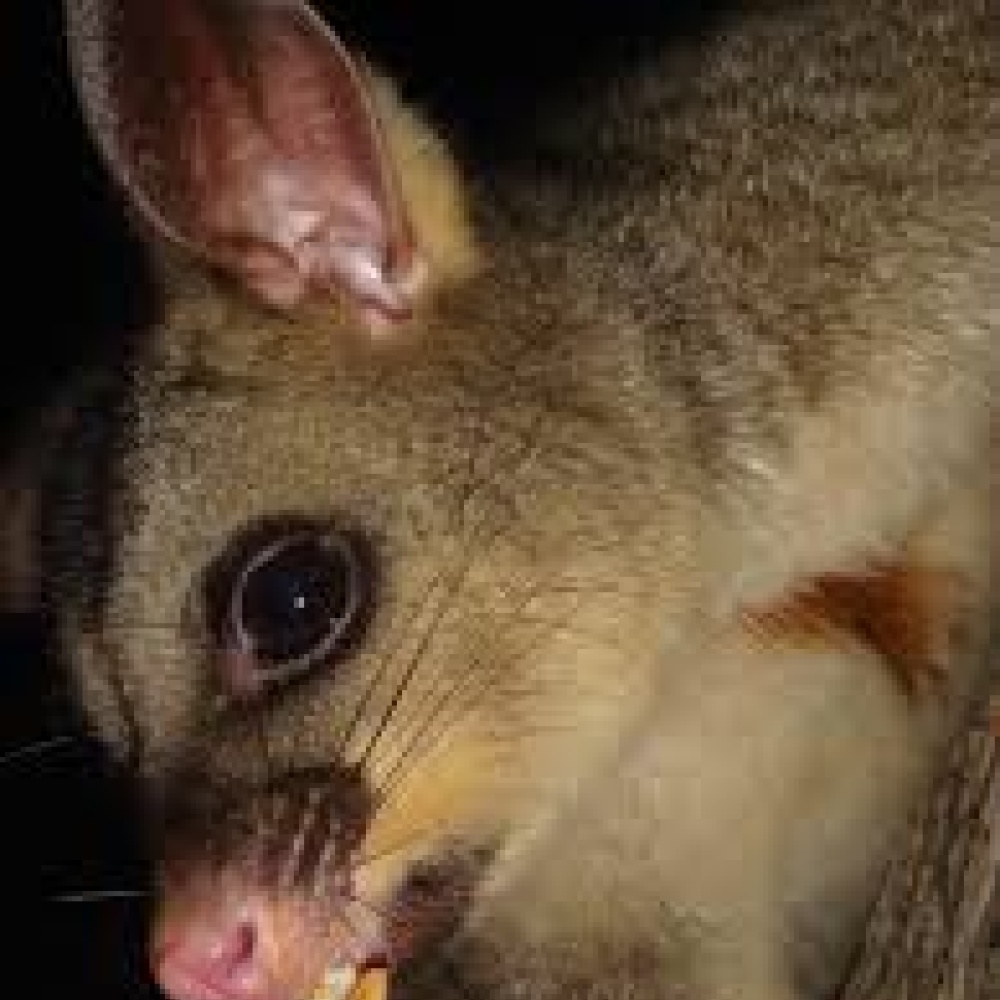 بوسوم جائع يقاتل من أجل قطعة خبز 