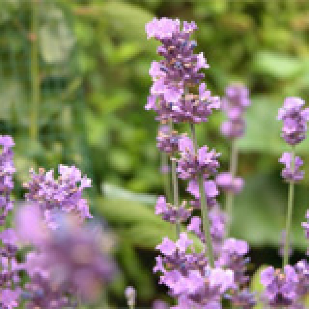 زيت الخزامى يعالج الفطريات