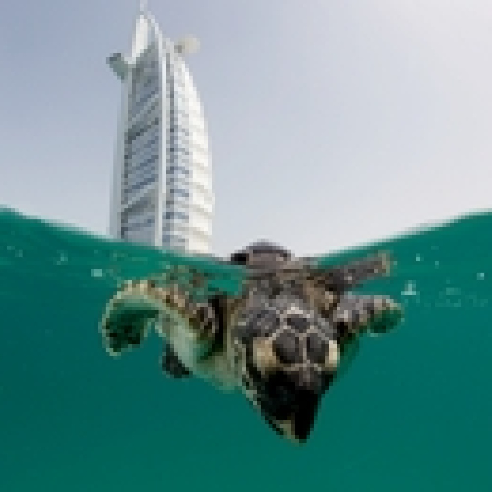 تحرير 101 سلحفاة بحرية في وإعادتها إلى موطنها الأصلي 