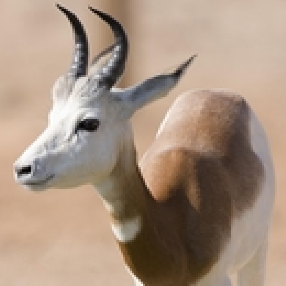 حديقة حيوان العين تنجح في تربية غزال المور اليتيم