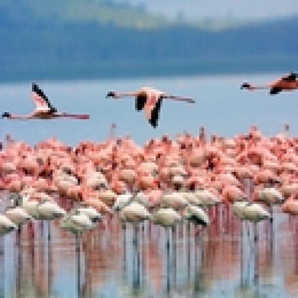 كينيا... سحر الطبيعة ومتعة التأمل