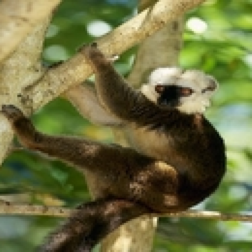 مدغشقر.. طبيعة غنية وهدوء لا يوصف