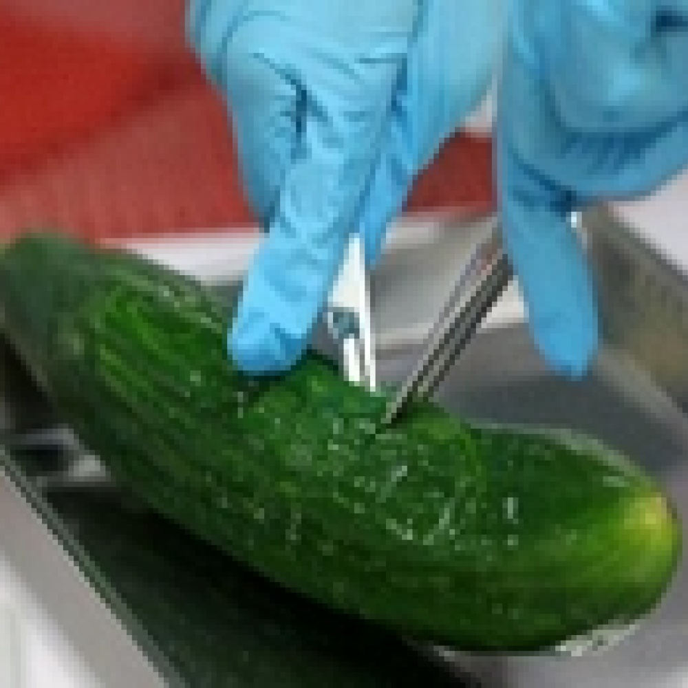 الأطباء يسابقون الزمن لوقف انتشار بكتيريا الخيار