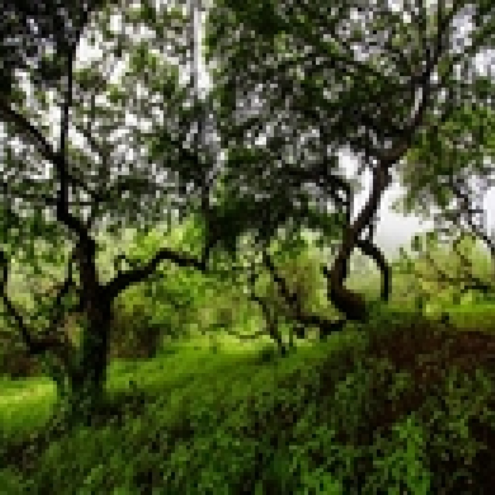 صلالة أيقونة الخريف الخضراء 