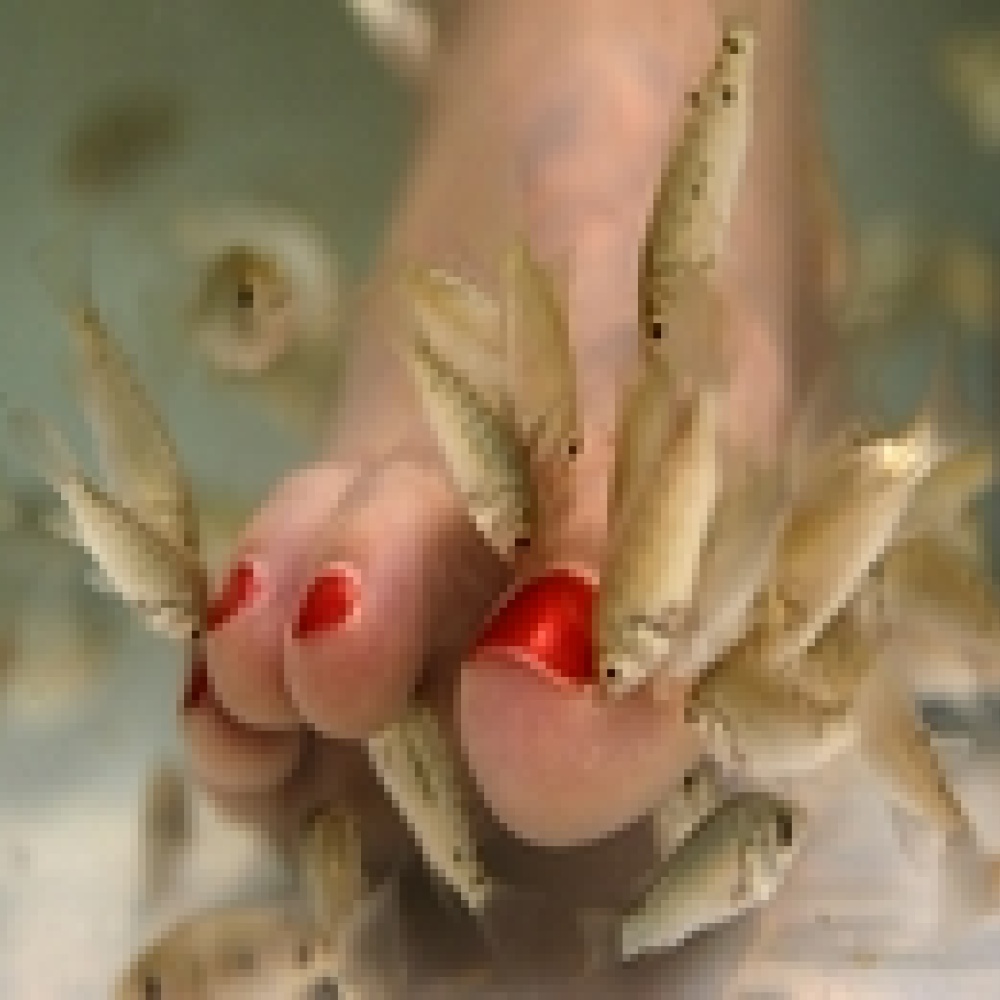 تحذير: العناية بالأقدام في أحواض الأسماك خطيرة