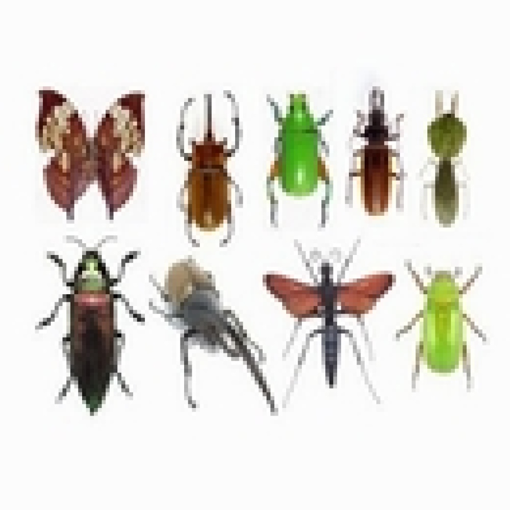 استخدام الحشرات للكشف عن جرائم التعذيب والاغتصاب