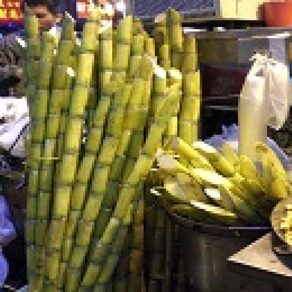 خلاصة قصب السكر تكافح السمنة