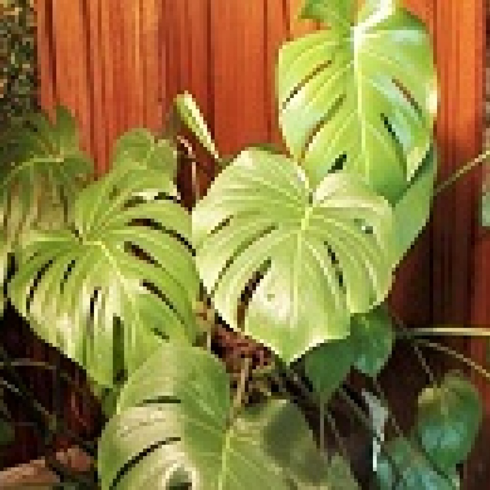 النباتات المكتبية تخفف من تعب الموظفين