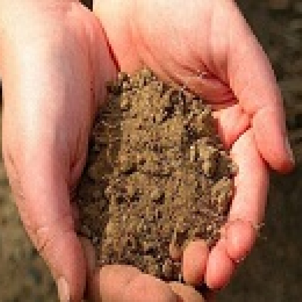 أكل التراب يحمي من الجراثيم!!