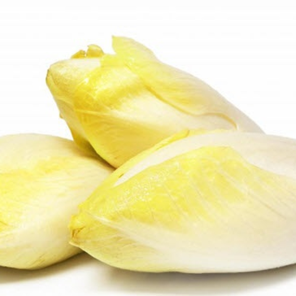 الشيكوريا