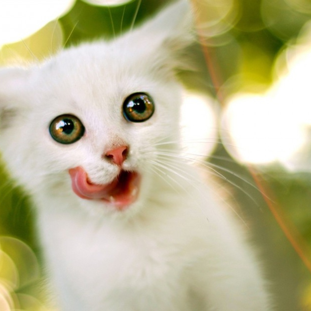 عقد عمل لقط براتب قدره 120 وجبة