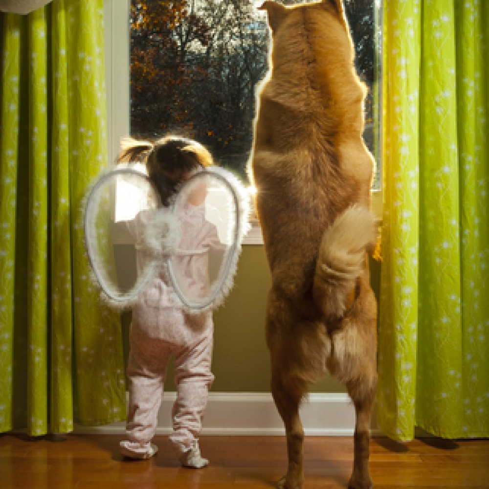 بالفيديو: أكثر من 800 ألف مشاهدة لطفلة تعلّم كلبها المصافحة