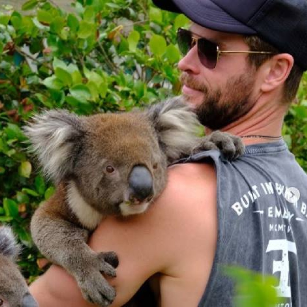 النجم كريس هيمسورث يحتضن كوالا ويدعو جمهوره لزيارة بلده استراليا!