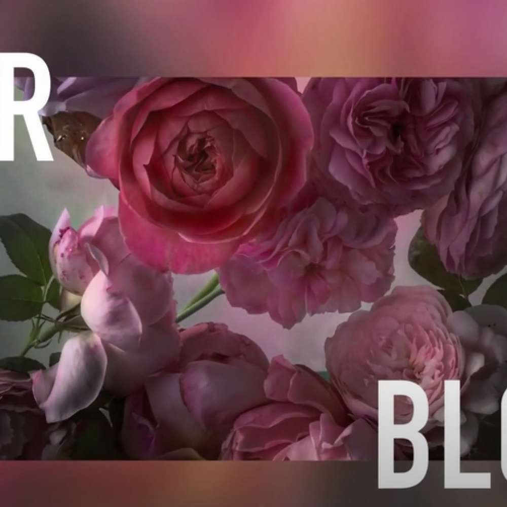 Dior In Bloom.. كتاب مخصص لعشق الأزهار