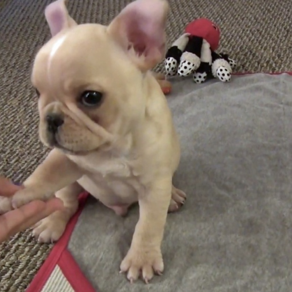 برودي.. كلب صغير يقوم بخدع مسلية