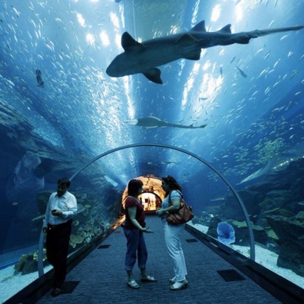 "بطلة الأكواريوم" بدبي تطارد متحرشاً وتسلمه للشرطة