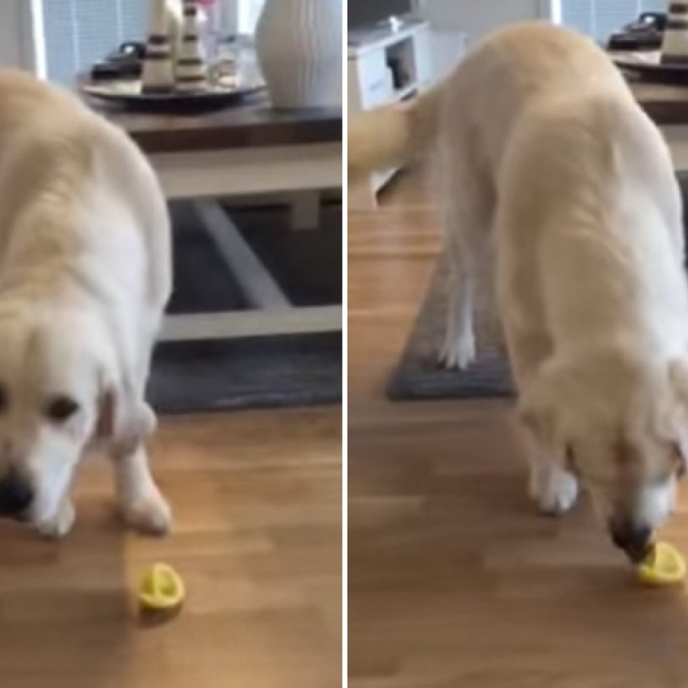 بالفيديو: كيف تفاعل كلب عند تذوق شريحة ليمون للمرة الاولى؟