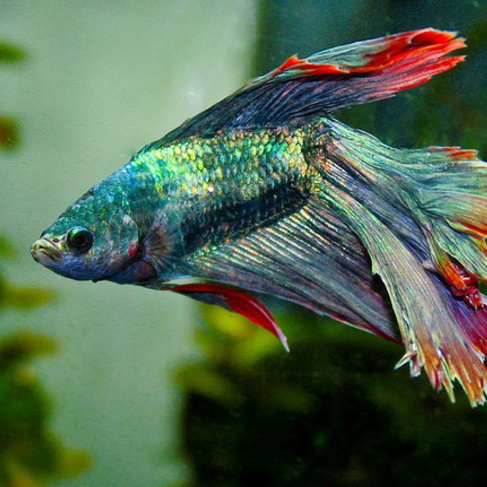 بالفيديو: مياه الأمطار تحمل أسماكاً للعاصمة السعودية