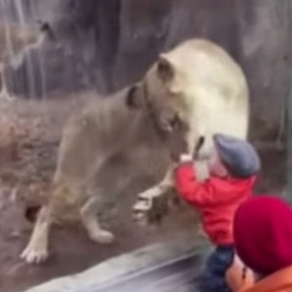 بالفيديو: لبؤة تحاول التهام طفل بطريقة "طريفة"