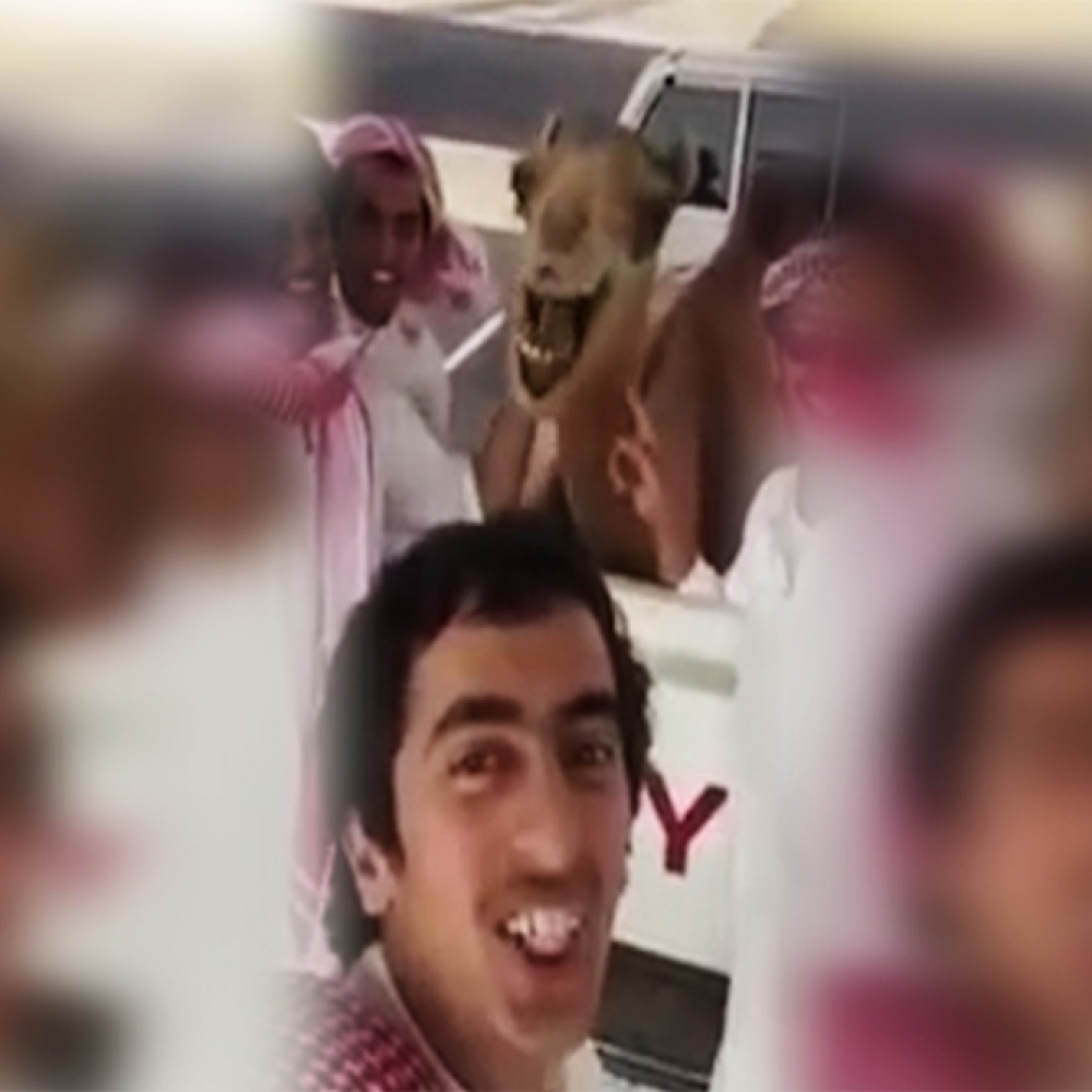 فيديو.. جمل يضحك مع شباب خليجيين
