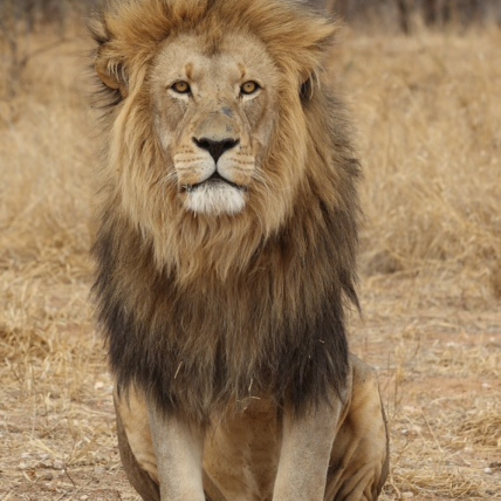 سعودي يتزوج تنزانية من دون شرط "قتل الأسد"  