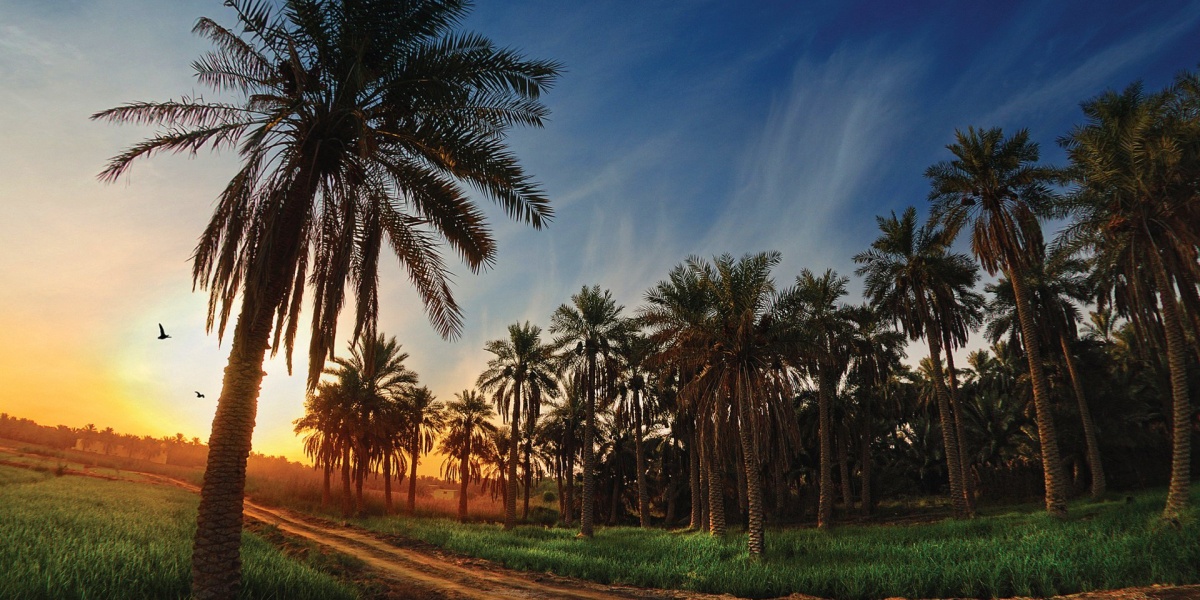 الأحساء: رحلة أسبوعية ساحرة بين العيون والواحات والأسواق التقليدية | دليل شامل