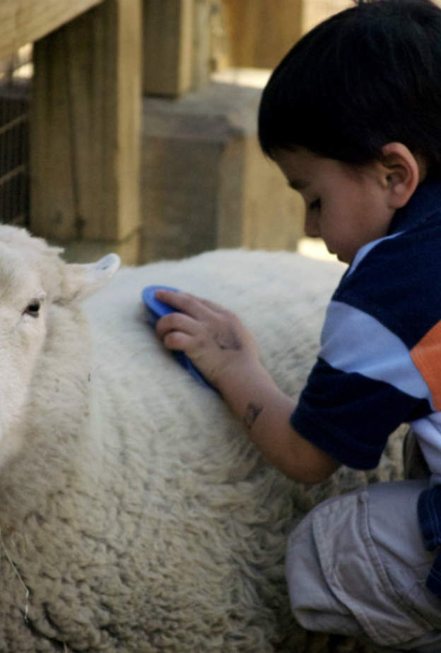 يتعاطف الطفل مع خروف الاضحية قبل الذبح