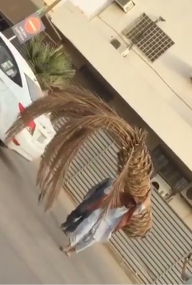 فيديو..عامل باكستاني يحمل نخله بمفرده ويثير إستغراب المغردين