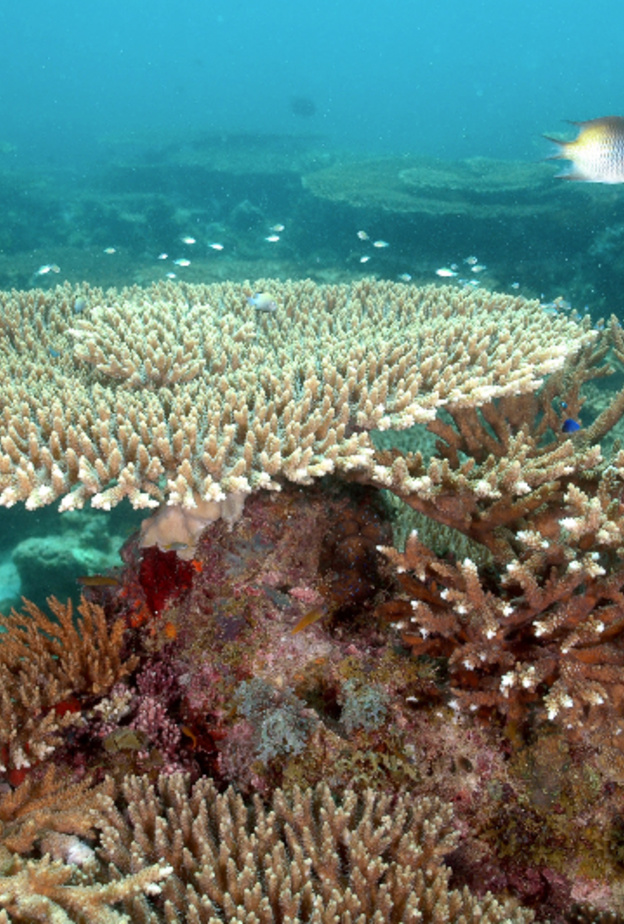اعماق البحر في جزر فرسان