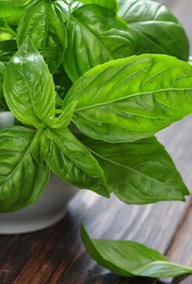 الحبق يحمي من مرض السرطان