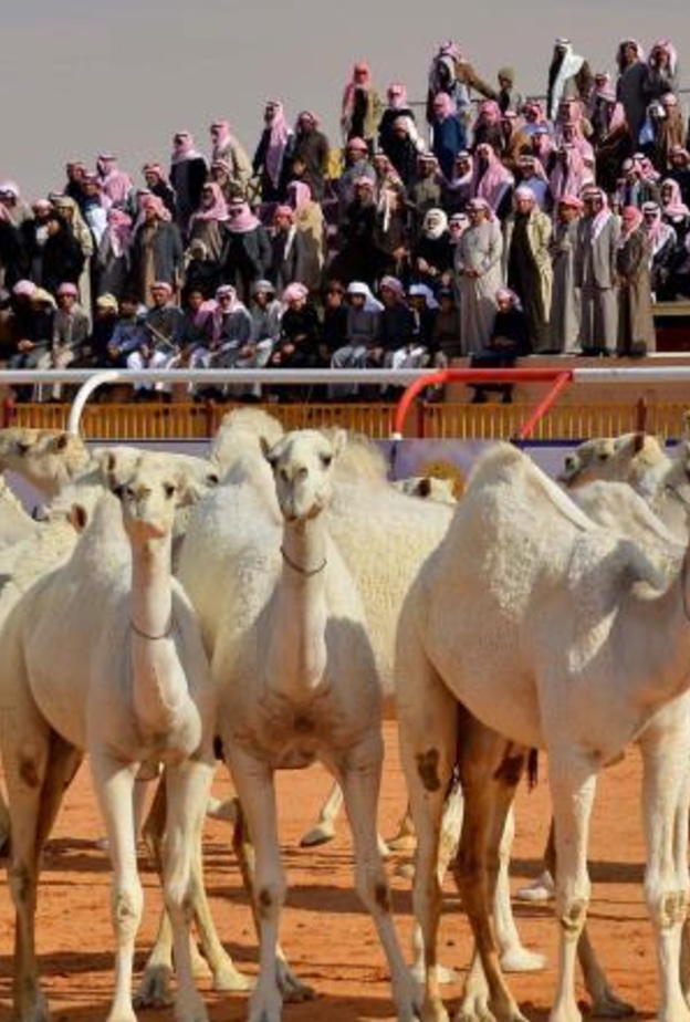  السماح للنساء بحضور مهرجان مزاين الإبل لأول مرة