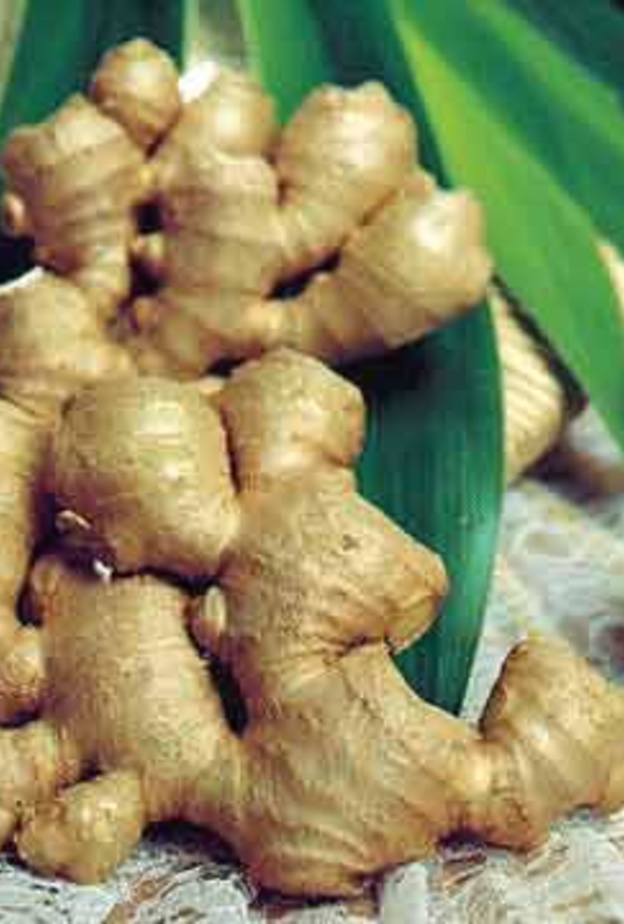 الزنجبيل الأخضر يقي من السرطان