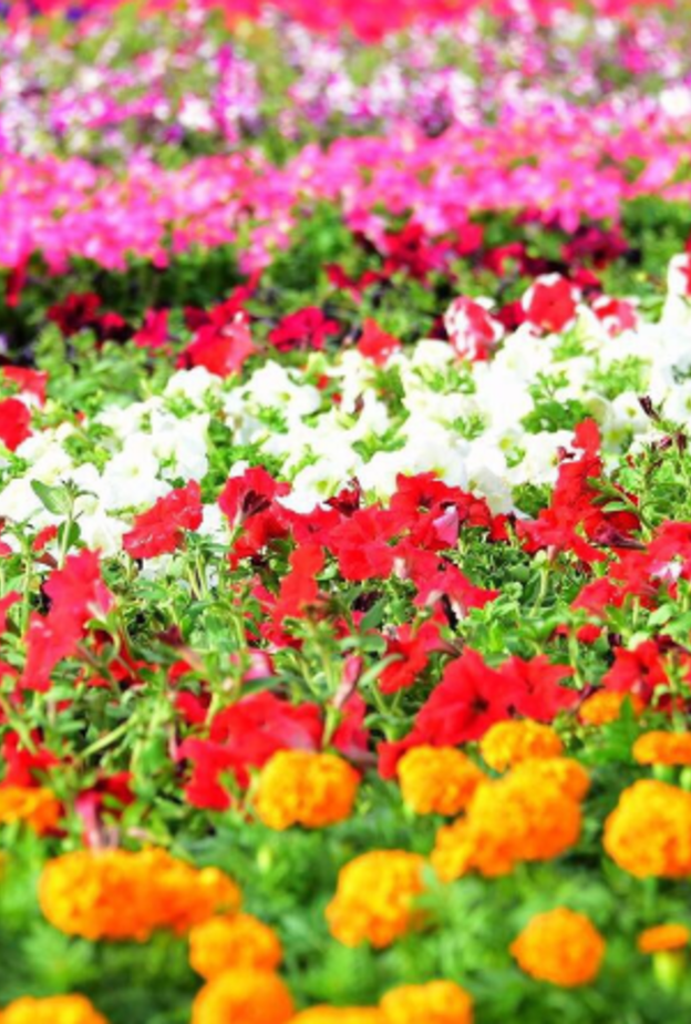 سجادة الزهور في أبها أقيمت على مساحة قدرها 26 ألف متر مربع