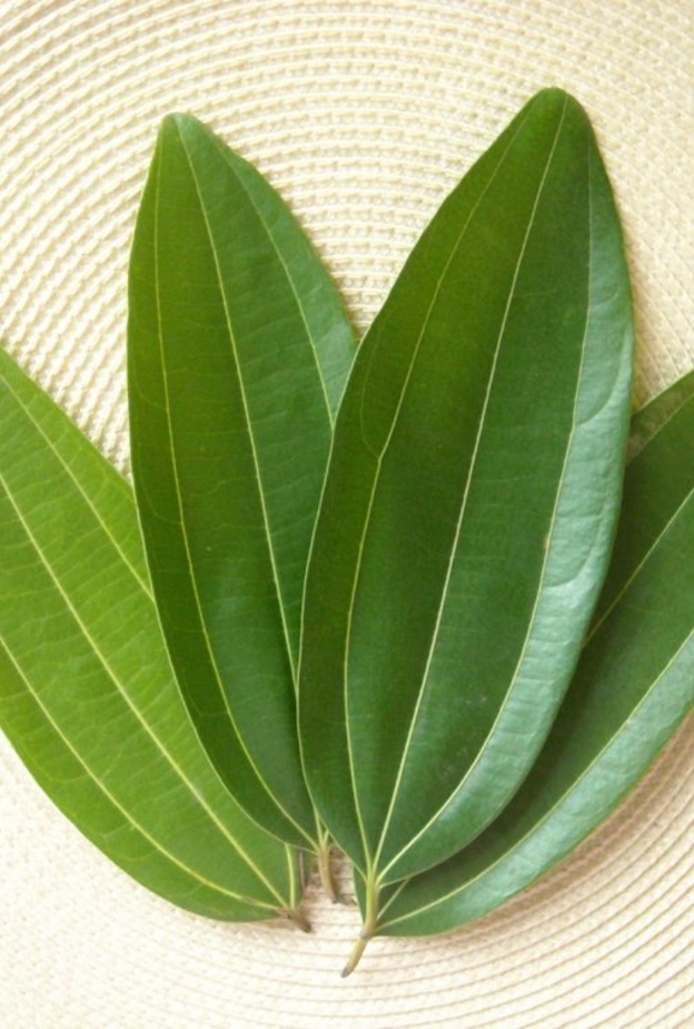 تجفيف أوراق المانجو تساعد في علاج الأمراض