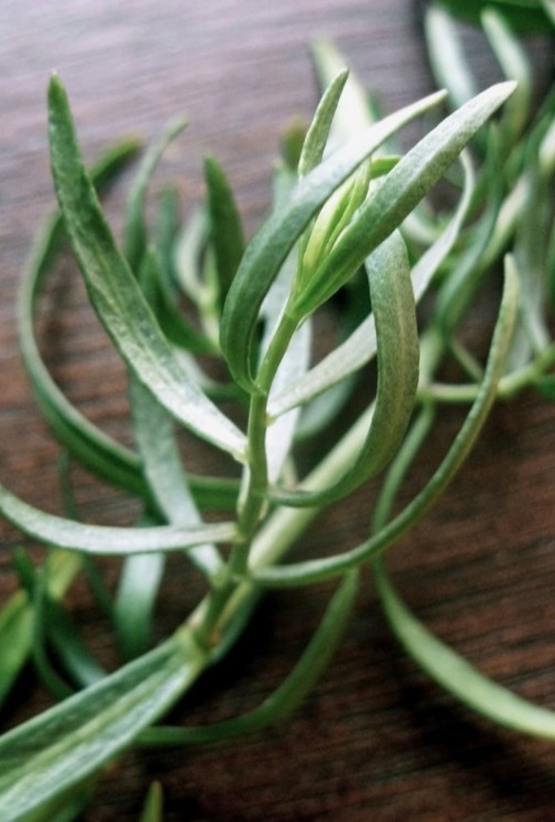 الطرخون يسكن آلام الأسنان