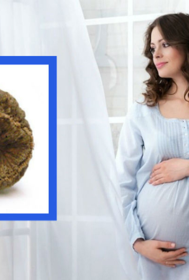 نبات القسط الهندي و الحمل