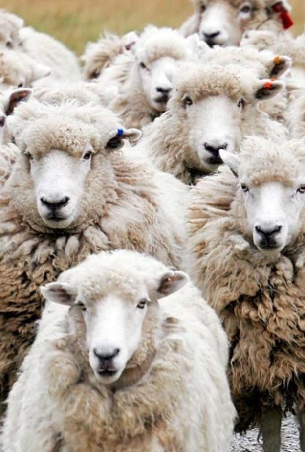 الموقف الكوميدي أثار إعجاب المغردين.