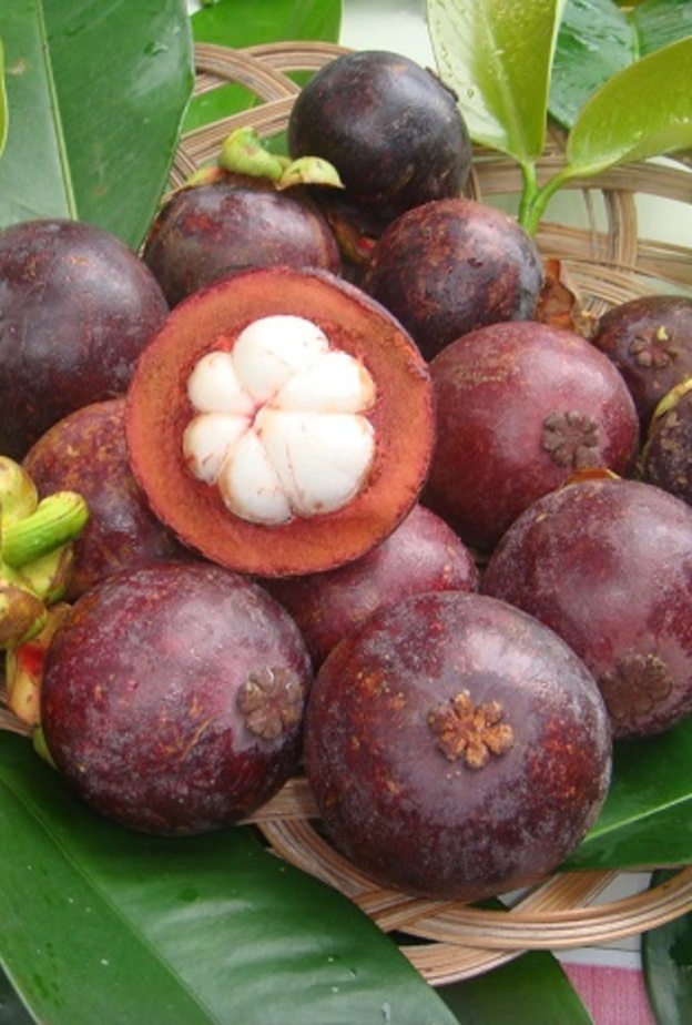  المانجوستين تحمي من الإصابة بالسرطان